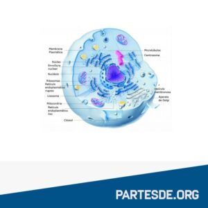 Partes de la célula animal