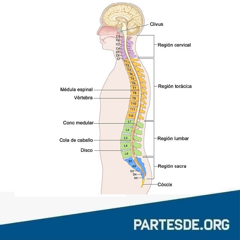 Partes de la espalda