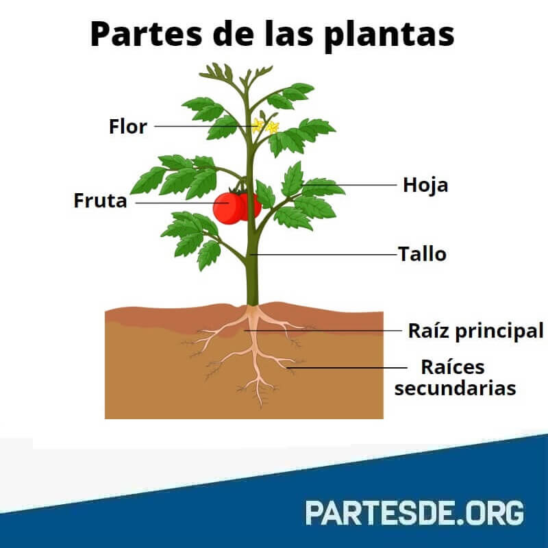 Partes de la planta