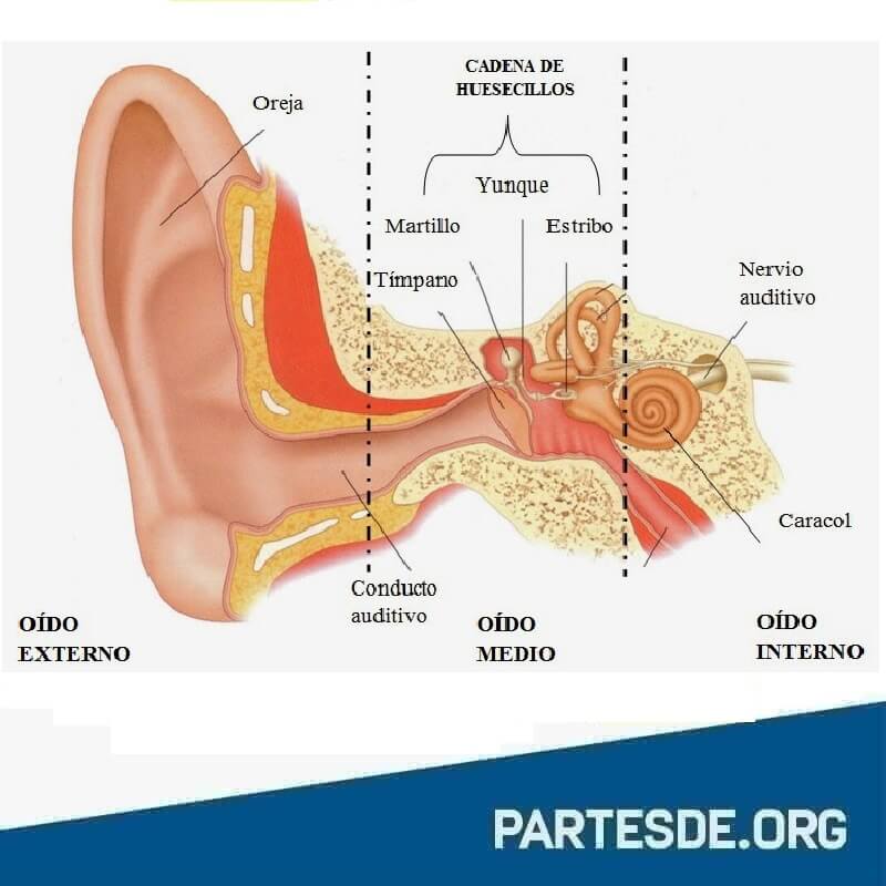 Partes de oído externo