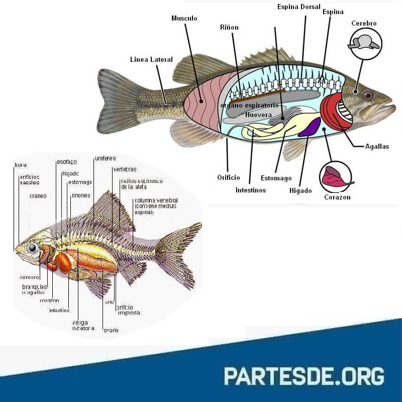 Partes de un pez