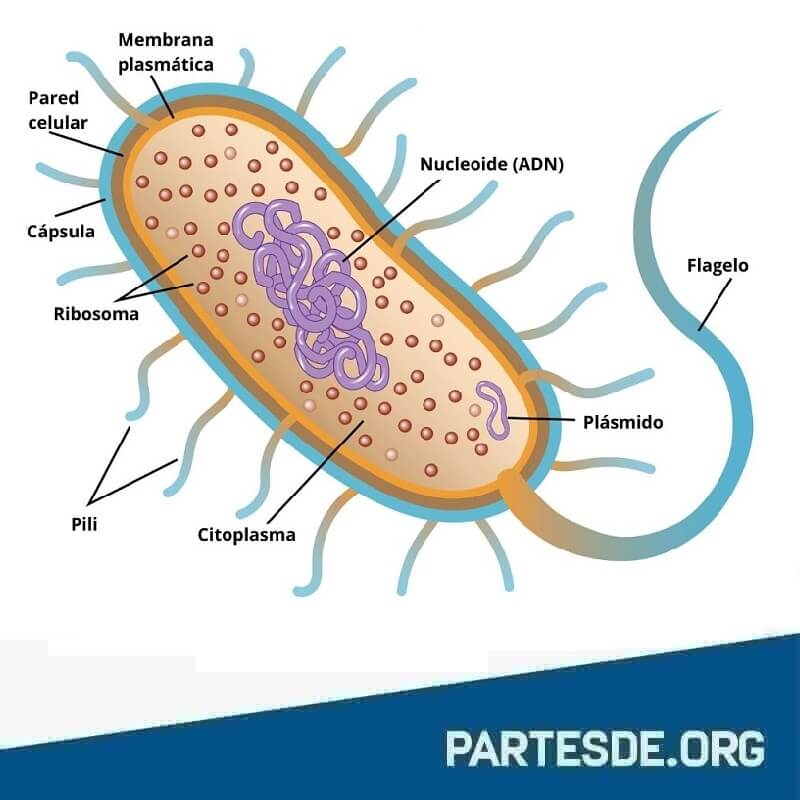 Partes de la Bacteria