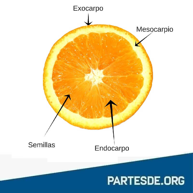 Partes de la Naranja