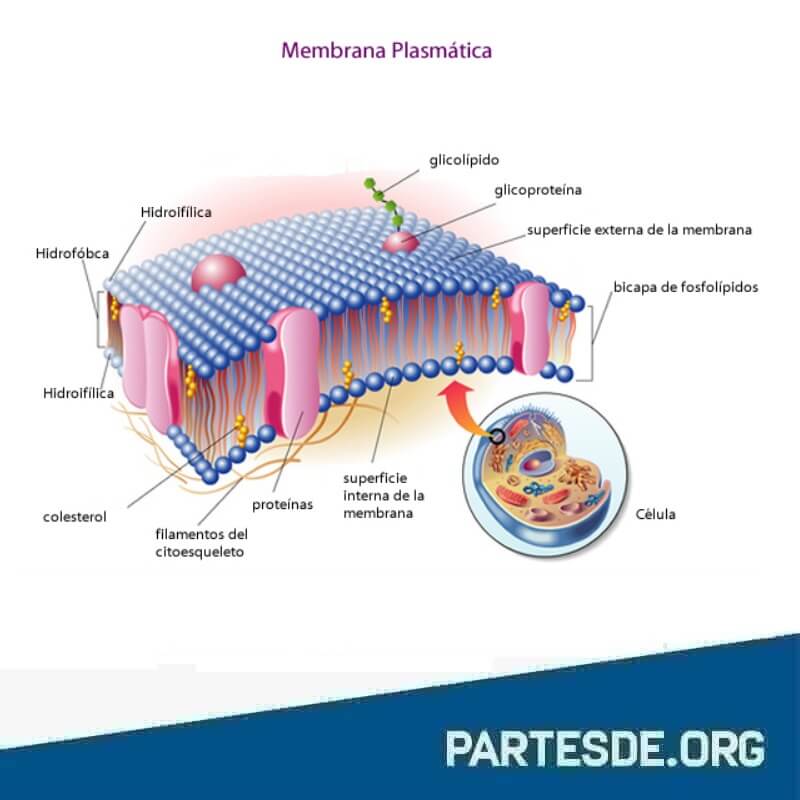Partes de una membrana plasmática