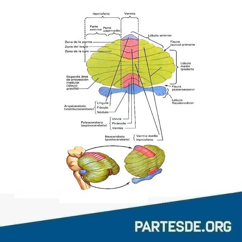 Partes del Cerebelo