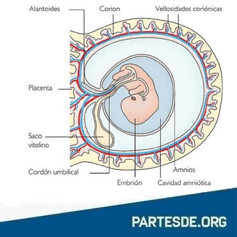 Partes de la placenta