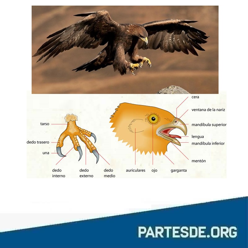 Partes de un Aguila