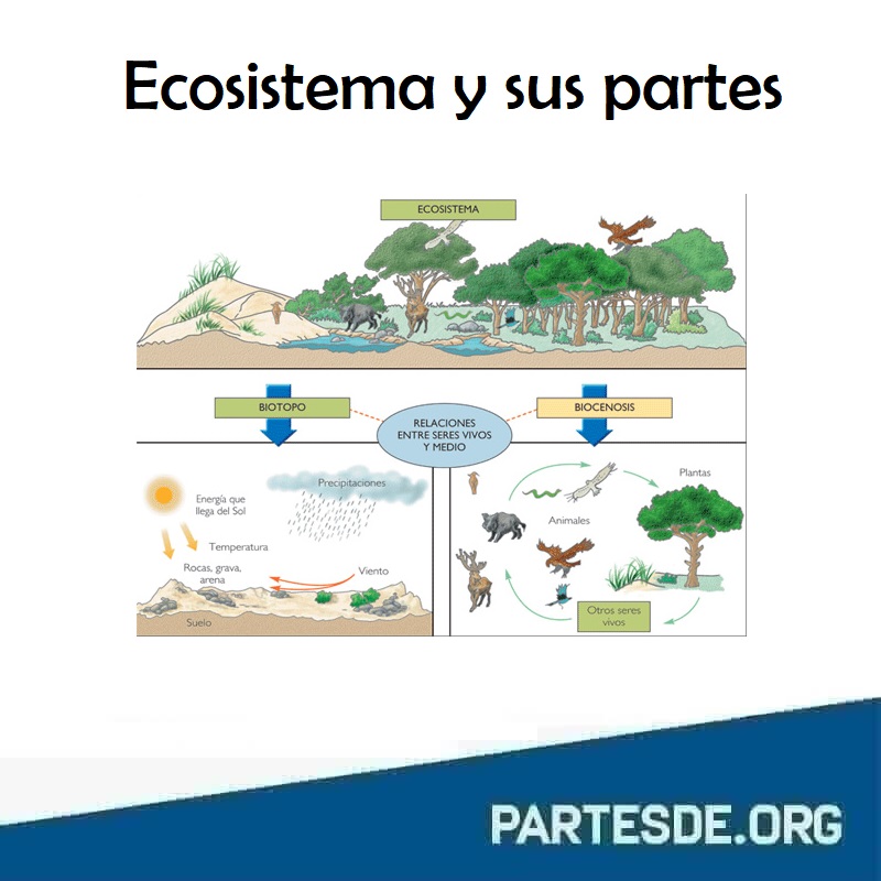 Partes de un Ecosistema