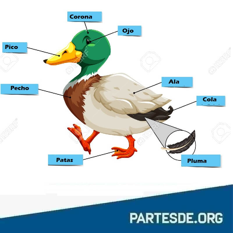 Partes de un Pato