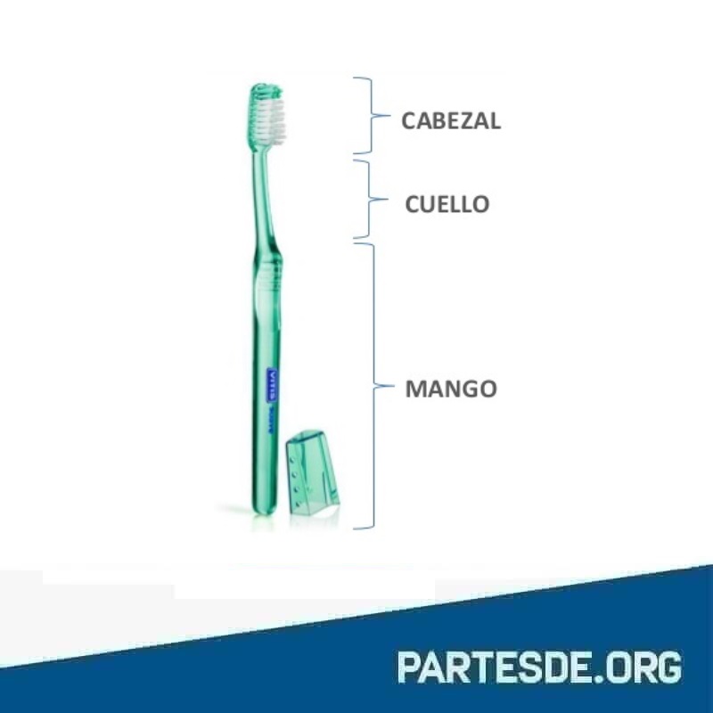 Partes del cepillo de dientes