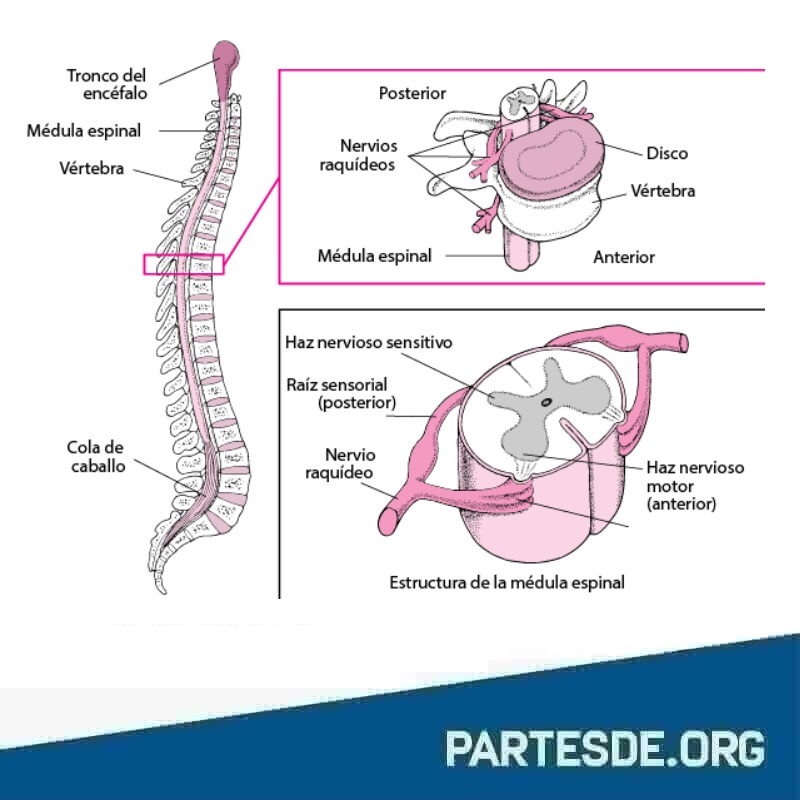 Partes de la médula espinal