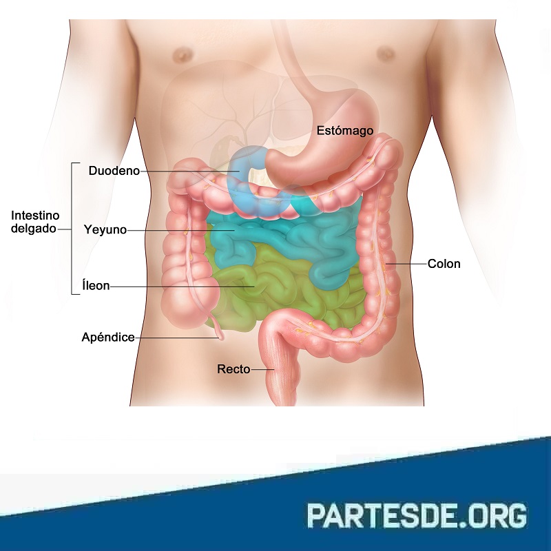 Partes del intestino delgado