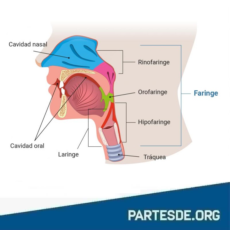 Partes de la faringe